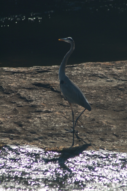 heron on waterfall 